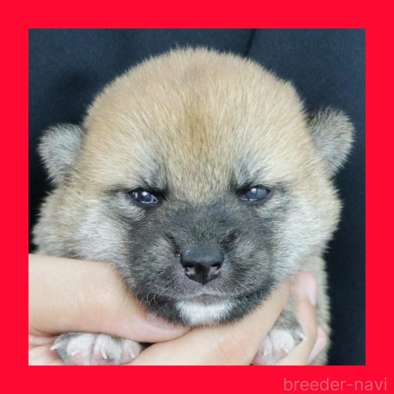 販売中の愛知県の柴犬-411600の1枚目